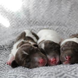 Doc - Chocolate male Dachshund puppy in Lebanon, Tennessee from Thomas Dachshunds