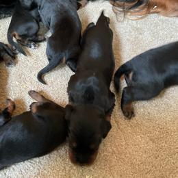 Boy 1 - Black and tan male Gordon Setter puppy in Gordonville, Pennsylvania from Blue Ribbon Setters