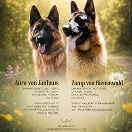 German Shepherd puppies from Von Schönen Träumen German Shepherds