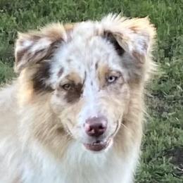 Australian Shepherds from Bruno Farms