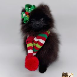 Bellamy - Black female Pomeranian puppy in Menifee, California from Petite Poms Of CA