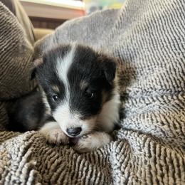 Risen - Black white and tan female Shetland Sheepdog puppy in Kerville, Texas from Cedar Hill Kennels