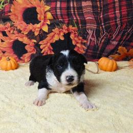 Aladin - Black and white male Border Collie puppy in Avilla, Indiana from Borderline Kennels