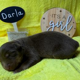 Darla - Red tri-color female Australian Shepherd puppy in Shepherdsville, Kentucky from Annie's Aussies