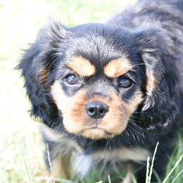 Boy 1 - Black and tan male Cavapoo puppy in Lawton, Oklahoma from Lindsey’s Cavies