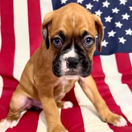 Mr Green - Fawn male Boxer puppy in Palm Coast, Florida from Starlight Boxer Corner