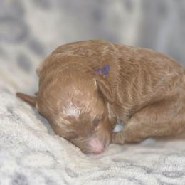 Purple girl - female Poodle puppy in Griswold, Connecticut from Flatrock Kennels of CT