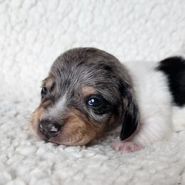 Bailey Brindle - Dapple female Dachshund puppy in Anaconda, Montana from Williams Family Dachshunds