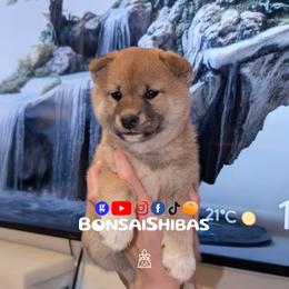 NARI - Red female Shiba Inu puppy in Minnesota from BonsaiShibas