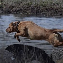 Labrador Retrievers from Crosbear Kennel