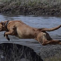 Labrador Retrievers from Crosbear Kennel