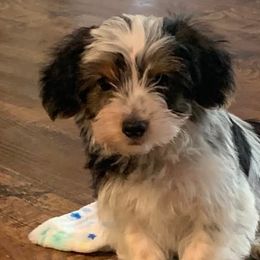 Goldendoodles and Yorkshire Terriers from Triple H Kennel Services