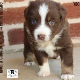 Miniature Australian Shepherd and Toy Australian Shepherd Puppies from TK Mini & Toy Aussies