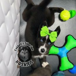 Kaya - Black and white female Siberian Husky puppy in Richland, Mississippi from Feazell’s Siberian Huskies