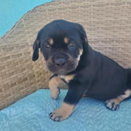 Cane Corso Puppies from Willow’s Meadow