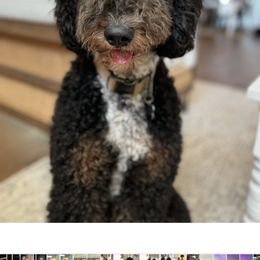 Remy - Bernedoodle