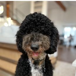 Remy - Bernedoodle
