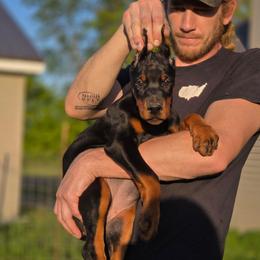 Mia - Black and rust female Doberman Pinscher puppy in China Township, Michigan from Snell's Superior Kennel Dobermann & GSP