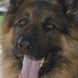 German Shepherd puppies from Adelheid Shepherds
