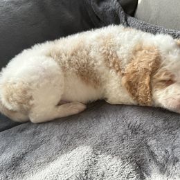 Aussiedoodle Puppies from Vali Girl Aussiedoodles