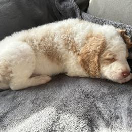 Aussiedoodle Puppies from Vali Girl Aussiedoodles