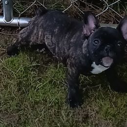 French Bulldog All Grown Up from Jettons Jewels Frenchies