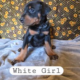 White Girl - Black and rust female Doberman Pinscher puppy in Knox, Indiana from Double River Dobermans
