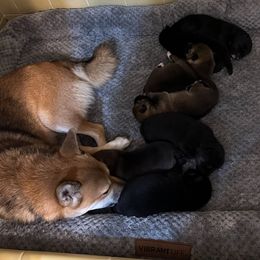 Shiba Inu puppies from The Queen of Shibas