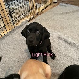 Labrador Retriever Puppies from C R Purdy Labs