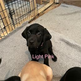 Labrador Retriever Puppies from C R Purdy Labs