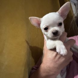 Drake - Cream and white male Chihuahua puppy in Brooklyn, Connecticut from Ladybug Chihuahuas