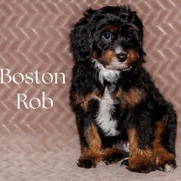 Boston Rob - Tri-color male Bernedoodle puppy in Gilbert, Arizona from Safe Havynn Doodles