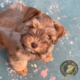 RARE RED STABLE RUST, Toffee (Blue Collar) - Wheaten male Miniature Schnauzer puppy in Edinburg, Texas from Forever Schnauzers