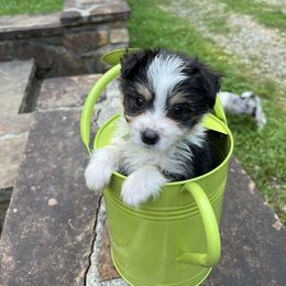 Aussiedoodle Puppies from Hearth&Hound Doodles
