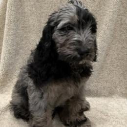 Boy 4 - male Labradoodle puppy in Ukiah, California from LG Labradoodles