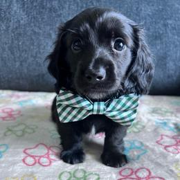 Bruno and Brownie - Black male Dachshund puppy in Ocala, Florida from Weenie Boops