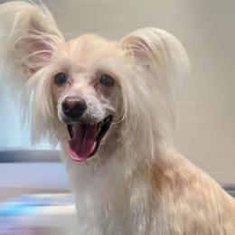 Chinese Crested puppies from Bent Oak Chinese Cresteds