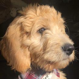Goldendoodles and Golden Retrievers from Golden Paw Farm