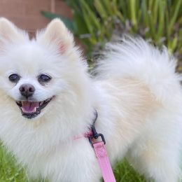 Pomeranian All Grown Up from My heavenly poms