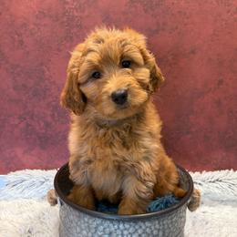 Bernedoodle and Golden Mountain Doodle Puppies from Cumberland Companions