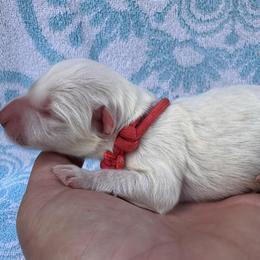 Pink Collar - Gold female Border Collie puppy in Mariposa, California from Team Reeves Ranch