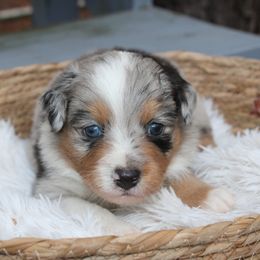 Miniature Australian Shepherd Puppies from Ever After Mini Aussies