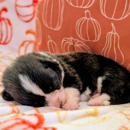 Slytherin (Sly) - Black and white male American Corgi puppy in Coupeville, Washington from Whidbey Corgis