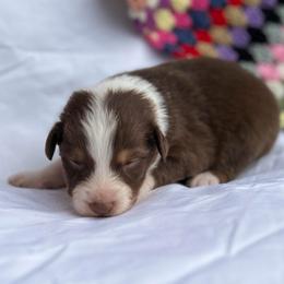 Randy - Red tri-color male Australian Shepherd puppy in Butler, Georgia from Aussies at Howling Hill Farm