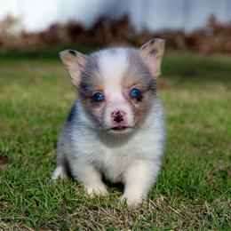 Meeko - 2200 - Blue merle and white male American Corgi puppy in Star City, Arkansas from T4 Farms