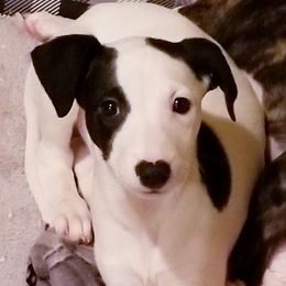 Whippet Puppies from Mohr Whippets