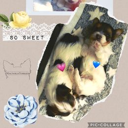 Chili - Small - Parti Boy - AKC - Parti male Yorkshire Terrier puppy in Phil Campbell, Alabama from MagnoliaYorkies