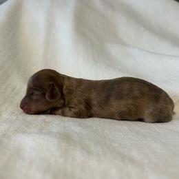 Simone - Dapple female Dachshund puppy in Sebring, Florida from Mini Weenies