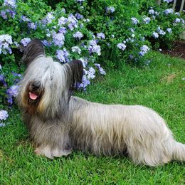 Skye Terriers from High Road Skye Terriers