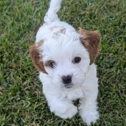 Yellow 'Sunny' - Blenheim female Cavapoo puppy in Newport, North Carolina from Crystal Coast Cavapoodles